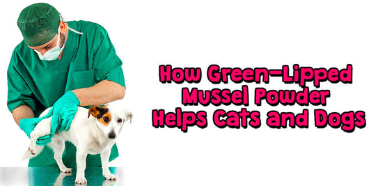 🐾 How Green-Lipped Mussel Powder Helps Cats and Dogs