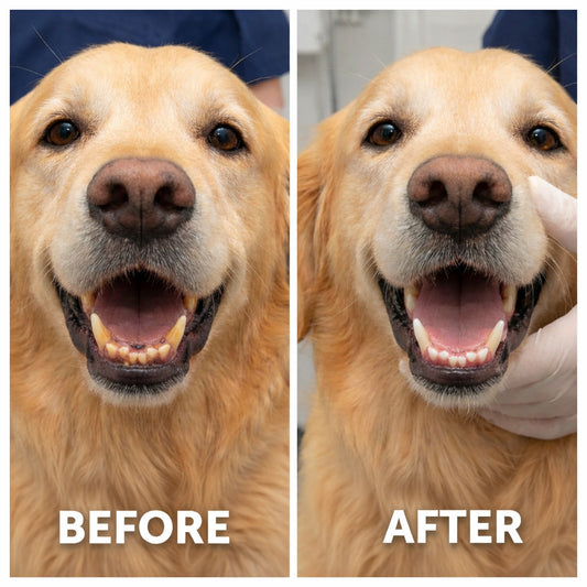 Seaweed Dental Powder for Dogs & Cats Plaque Remover - My Bear Pet Care