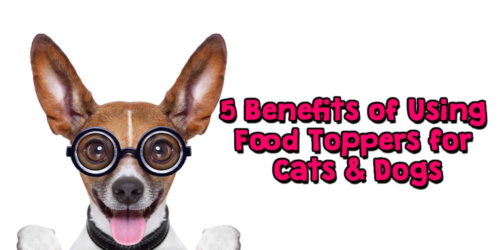5 Benefits of Using Food Toppers for Cats and Dogs - My Bear Pet Care