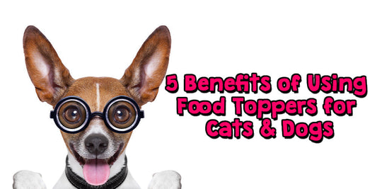 5 Benefits of Using Food Toppers for Cats and Dogs