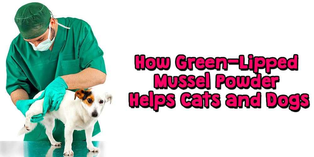 🐾 How Green-Lipped Mussel Powder Helps Cats and Dogs
