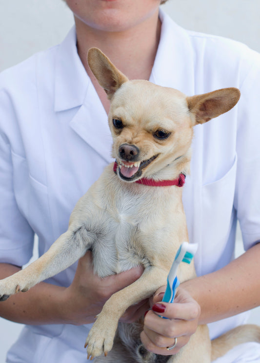 Dog refusing to have teeth brushed