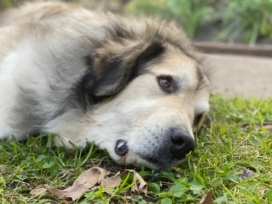 Senior dog resting comfortably, looking for natural joint pain relief
