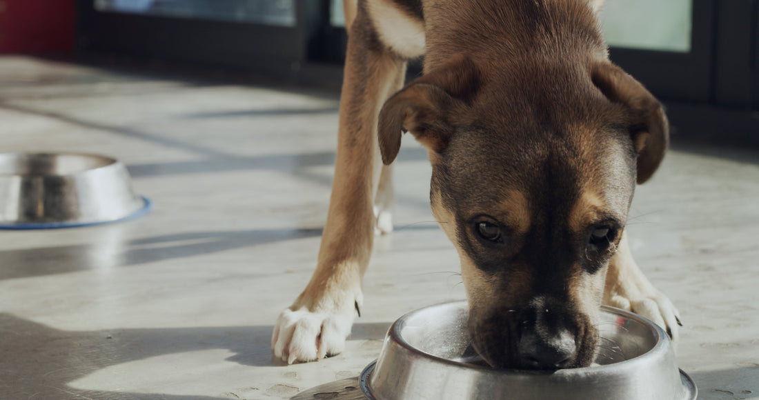 Why "Feed-Grade" Isn’t Good Enough for Your Pet