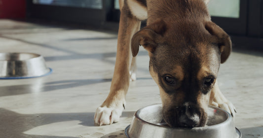 Why "Feed-Grade" Isn’t Good Enough for Your Pet