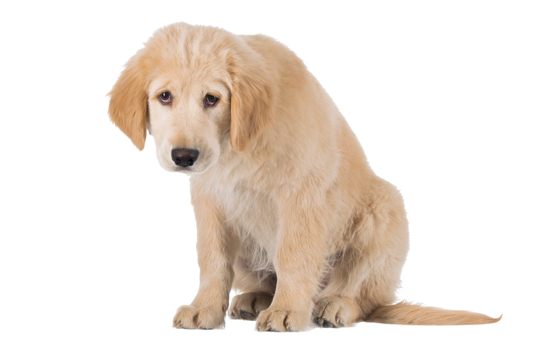 The "Carpet Scoot of Shame": Why Your Dog Drags Their Bottom and How Pumpkin Powder Can Help