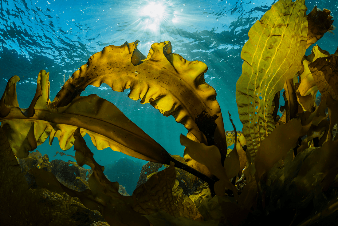 Why Fine Kelp Powder Is Better Than Coarse Kelp for Cats and Dogs - My Bear Pet Care