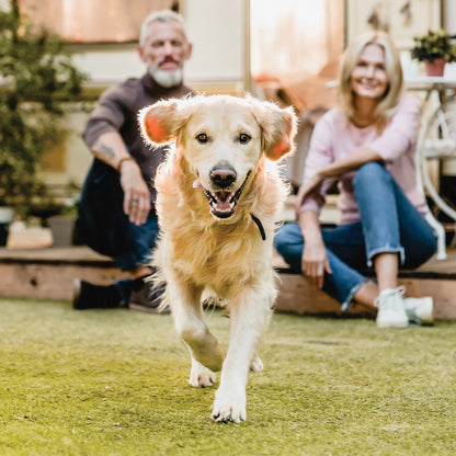 Senior dog running happily thanks to green lipped mussel joint supplement