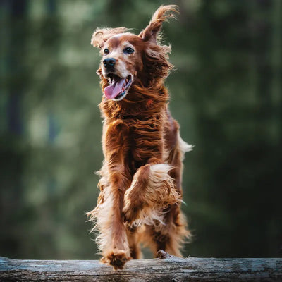 Brown dog running on a log with a blurred green background