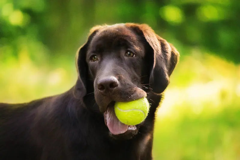 Dog holding a tennis ball in its mouth with a blurred green background